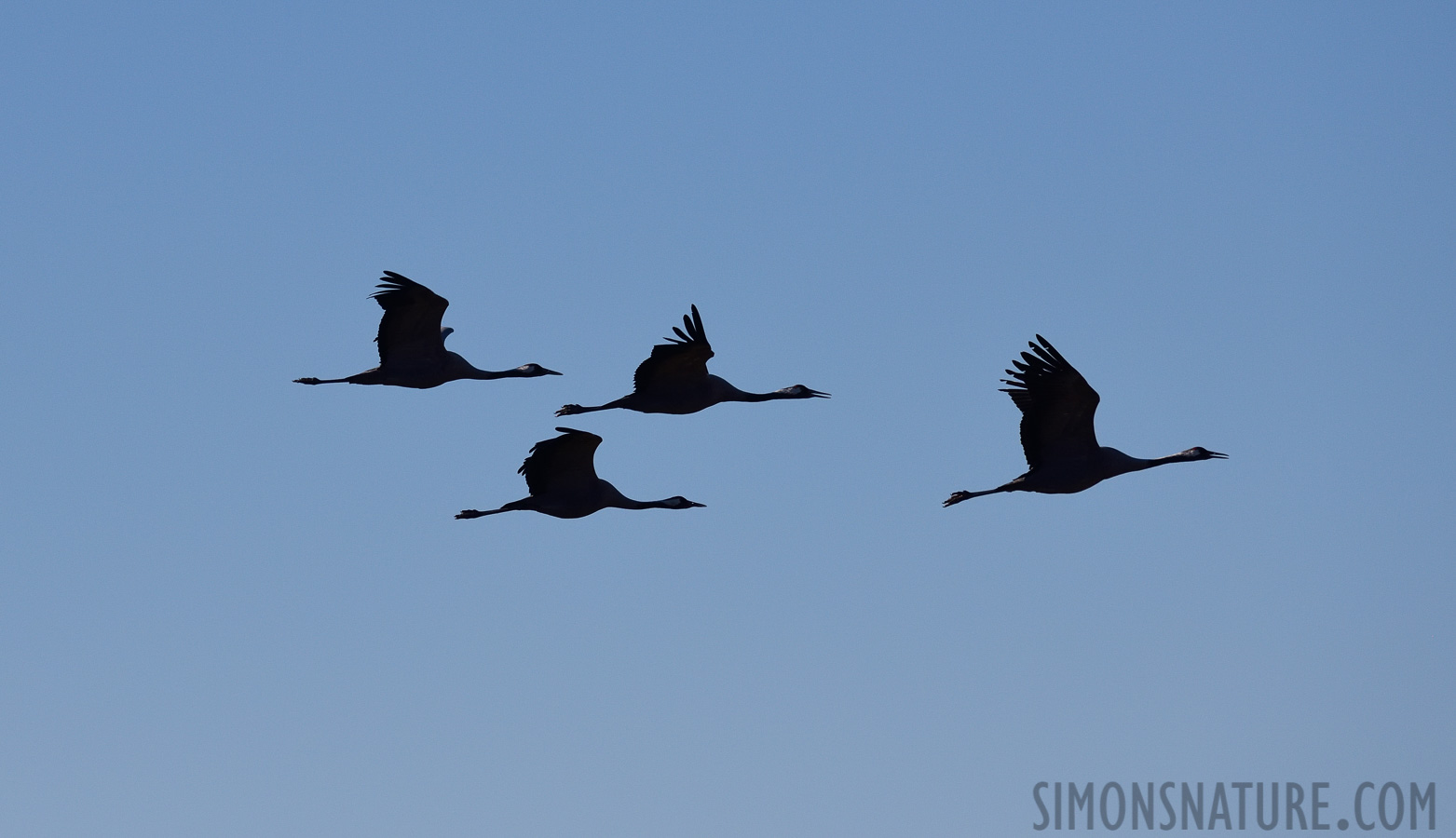 Grus grus [400 mm, 1/5000 sec at f / 8.0, ISO 1000]